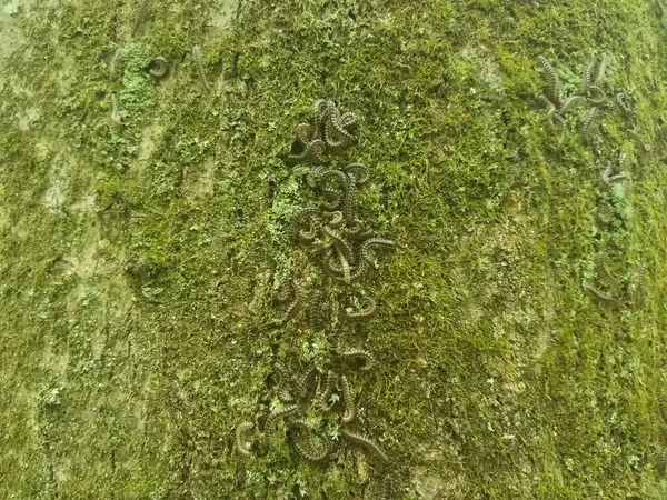 Cientos Orugas Que Viven Árbol Bosque — Foto de Stock