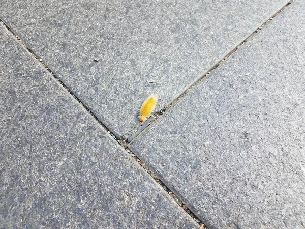 Lagarta Amarela Laranja Andando Sobre Telhas Pedra Cinza — Fotografia de Stock