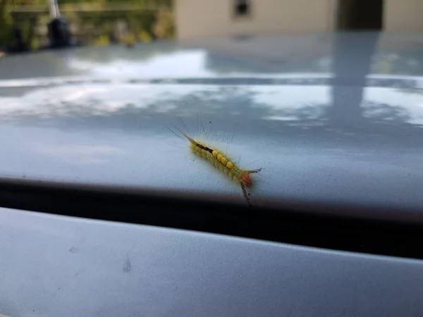 Uma Lagarta Peluda Rastejando Cima Carro — Fotografia de Stock