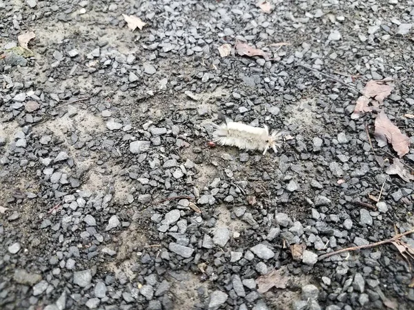 Beyaz Tüylü Tırtıl Çakıl Çakıl Kaya Üzerinde — Stok fotoğraf