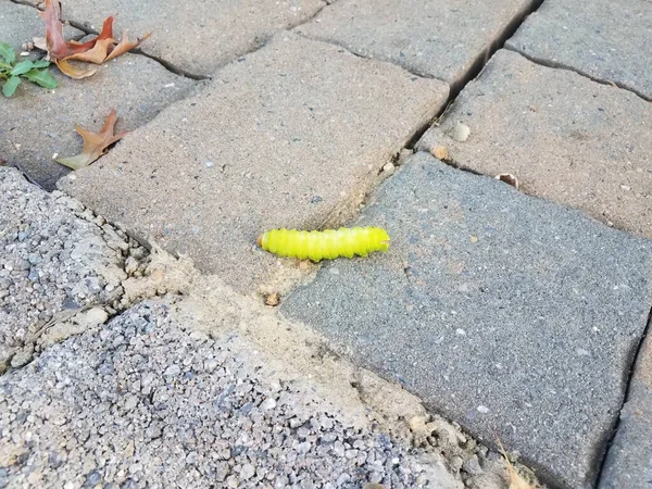 Green Caterpillar Walking Grey Cement Stone Tiles — Stock Photo, Image