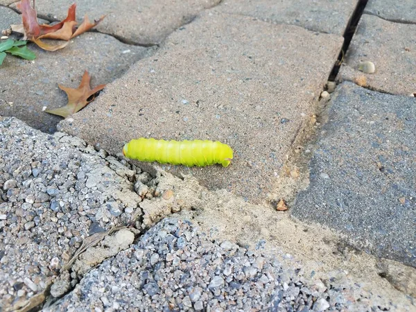 Lagarta Verde Andando Sobre Cimento Cinza Telhas Pedra — Fotografia de Stock