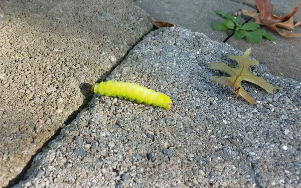 Green Caterpillar Walking Grey Cement Stone Tiles — Stock Photo, Image