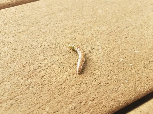 Brown Caterpillar Walking Crawling Wood Deck Surface — Stock Photo, Image