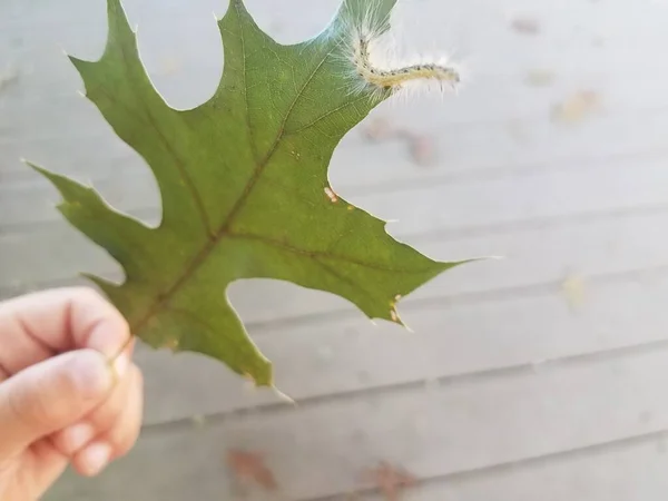 Rups Loopt Een Omgevallen Blad Met Kinderhand — Stockfoto