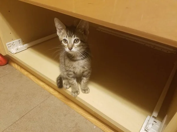 Grey Pet Kitten Cat Brown Wooden Kitchen Cabinet — Stock Photo, Image