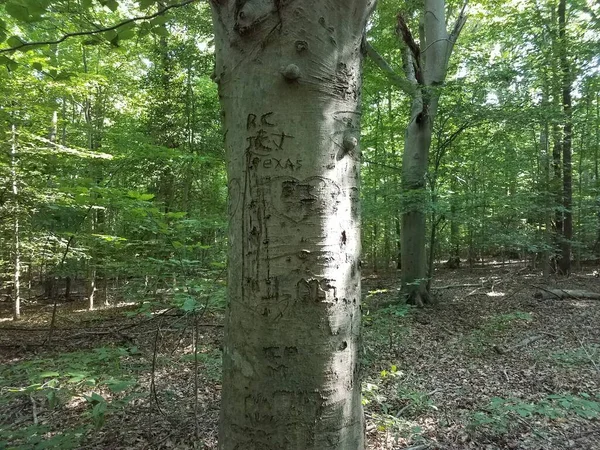 Стовбур Дерева Ініціалами Назвами Вирізаними Ньому Лісі — стокове фото