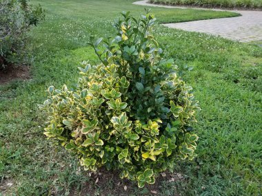 Sarı, yeşil yapraklı ve yeşil otlu küçük çalılar.