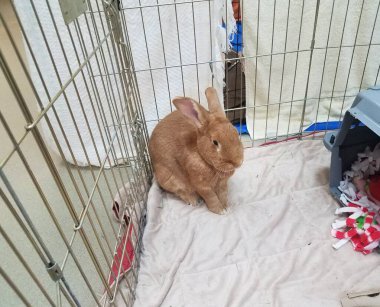 Kahverengi tavşan ya da metal kafeste oturan tavşan