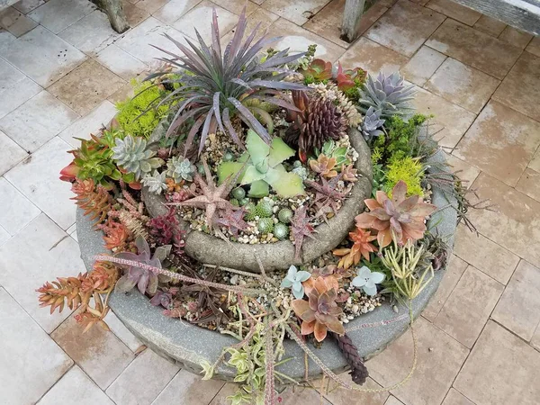 Variety Cactus Succulent Plants Cement Flower Pot Stone Tiles — Stock Photo, Image