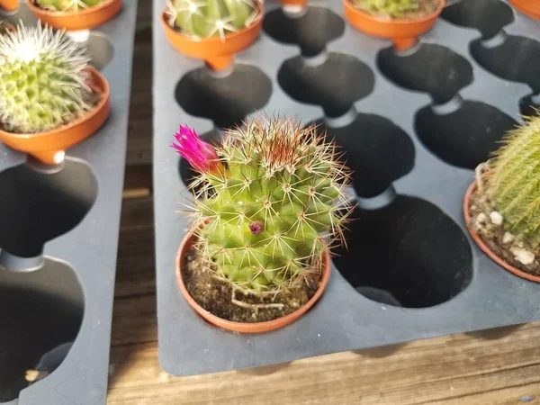 Cactus Vert Avec Pointes Épines Dans Petit Récipient — Photo