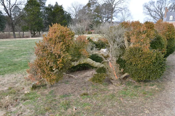 green and yellow bush or tree or plant with orange ribbon tied on it