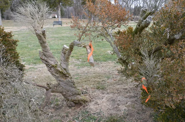 Arbusto Verde Amarillo Árbol Planta Con Cinta Naranja Atada — Foto de Stock