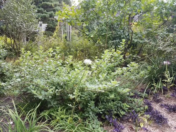 花园里的一朵大白花和一株绿色的灌木 — 图库照片