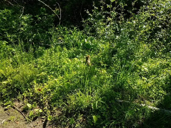 Маленький Кролик Кролик Зеленой Траве Растениях — стоковое фото