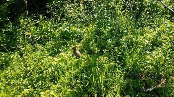 Small Rabbit Bunny Green Grass Plants — Stock Photo, Image