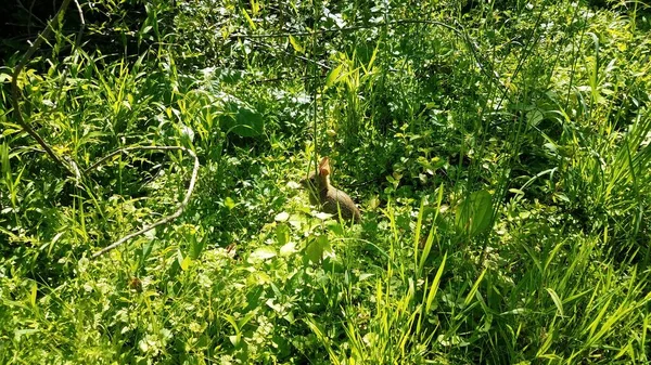 Pequeño Conejo Conejo Hierba Verde Plantas — Foto de Stock