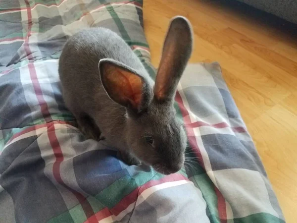 Grey Bunny Blanket Wooden Floor Whiskers Big Ears — Stock Photo, Image