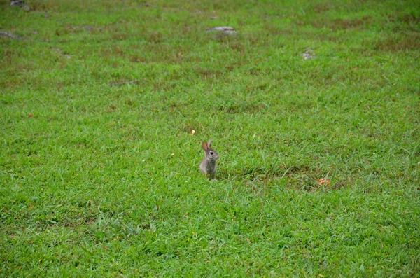 Lindo Conejo Conejo Hierba Verde Césped — Foto de Stock