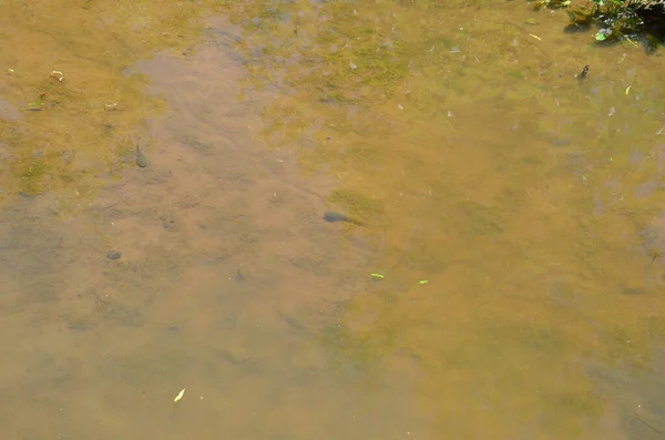 Bullfrog Tadpoles Murky Muddy River Pond Lake Water — Stock Photo, Image