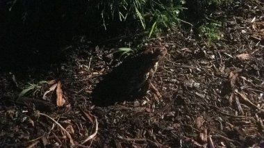 Büyük kahverengi bir kurbağa ya da gece kahverengi samanlıkta kurbağa.