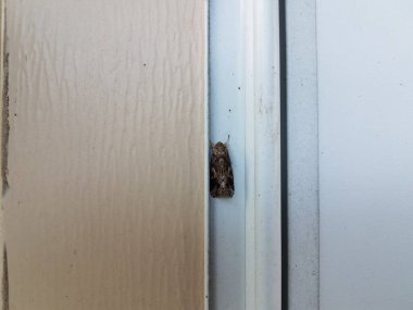 Beyaz yüzey üzerinde kanatları olan kahverengi güve böceği.