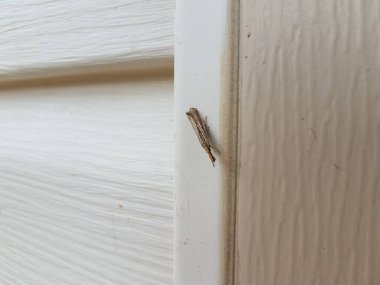 Beyaz Saray 'daki kahverengi güve böceği ya da ev kenarı