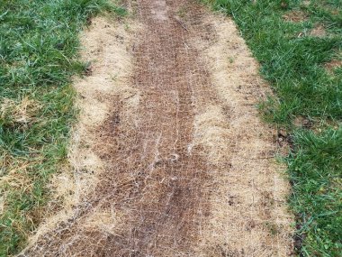 kahverengi ağ ya da ağ ve yeşil çimen ya da çimen