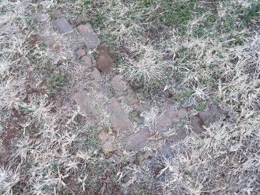 kahverengi ve yeşil çimenler ya da tuğlalı ya da duvarlı çimenler