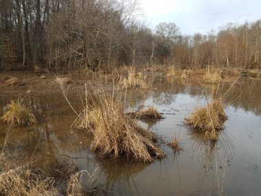 kahverengi otlar ve çamurlu su ve sulak arazi veya bataklık alanındaki ağaçlar