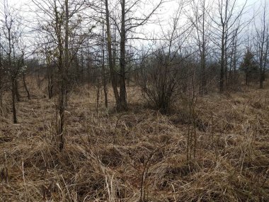 Kahverengi otlar, bitkiler ve dalları dışarıda olan ağaçlar.