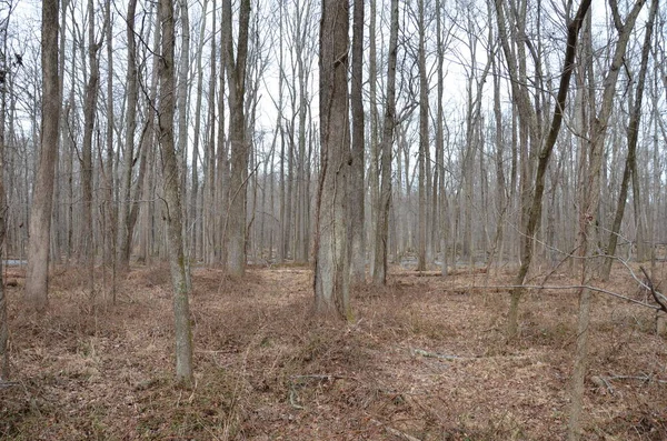 Träd Och Växter Den Bruna Skogen Eller Skogen Vintern — Stockfoto