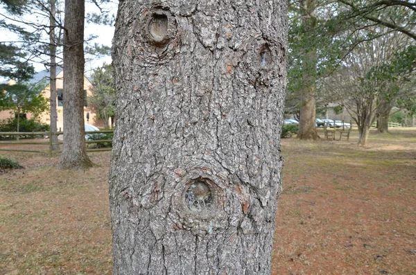 树干上长有松针和树液的褐色树皮 — 图库照片
