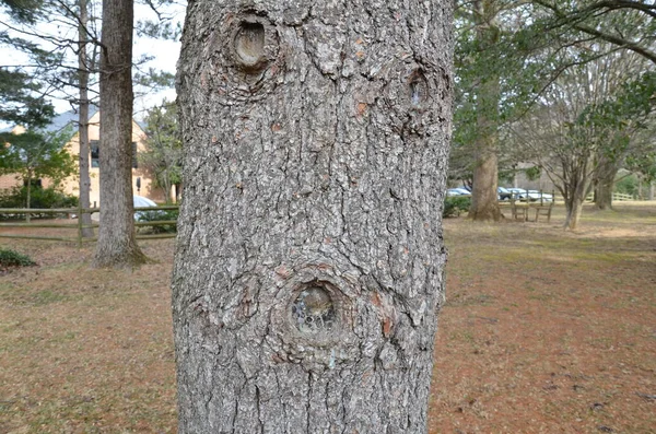 Corteza Árbol Marrón Tronco Con Agujas Pino Savia — Foto de Stock