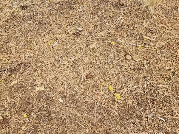 Kahverengi Çam Iğneleri Kozalaklar Yerde Sarı Liken — Stok fotoğraf