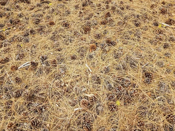 Brown Pine Needles Pine Cones Yellow Lichen Ground — Stock Photo, Image