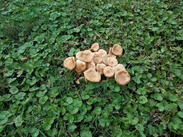 Champiñones Marrones Hongos Hierba Verde Césped Con Malas Hierbas —  Fotos de Stock