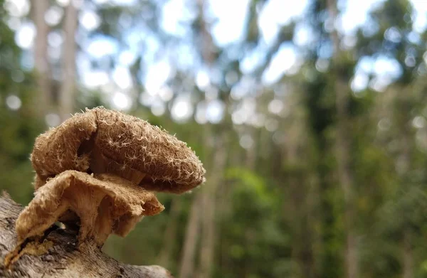 Brown Mushroom Fungus Wood Guajataca Forest Puerto Rico — Stock Photo, Image