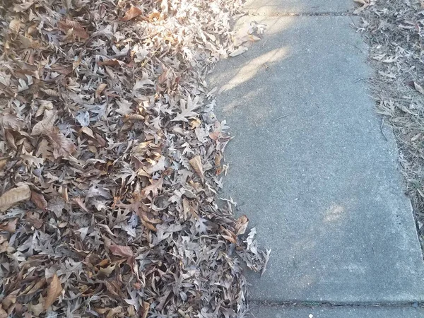 Коричневые Опавшие Листья Серый Цементный Тротуар Тротуар — стоковое фото