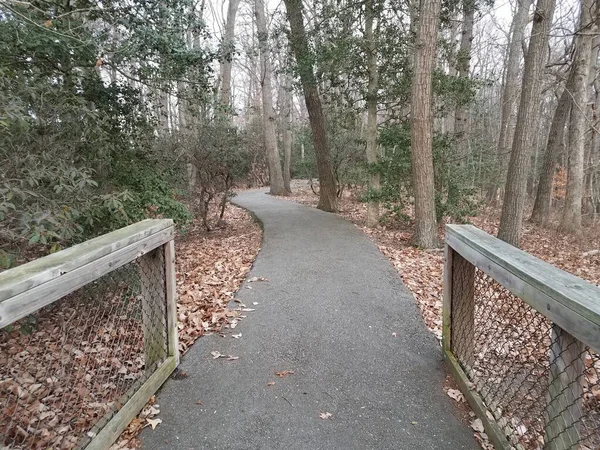 Asphalt Trail Path Trees Forest Woods Metal Wood Fence — Stock Photo, Image