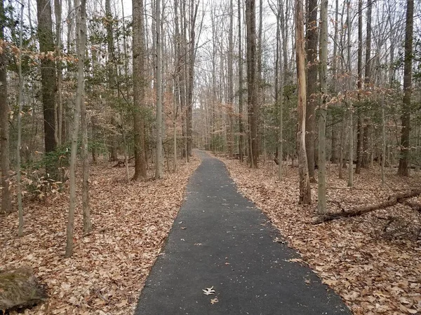 Asphalt Trail Path Trees Forest Woods — Stock Photo, Image