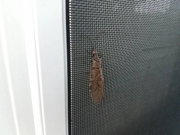 Siyah Ekran Kapısında Büyük Kanatları Olan Kahverengi Bir Böcek — Stok fotoğraf