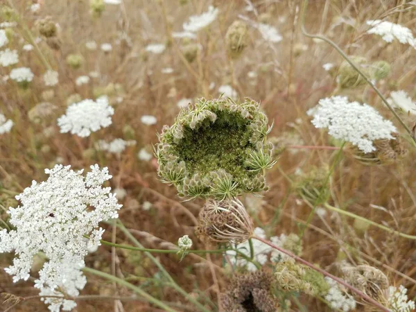 Hierba Marrón Césped Patio Con Flores Malezas Blancas — Foto de Stock