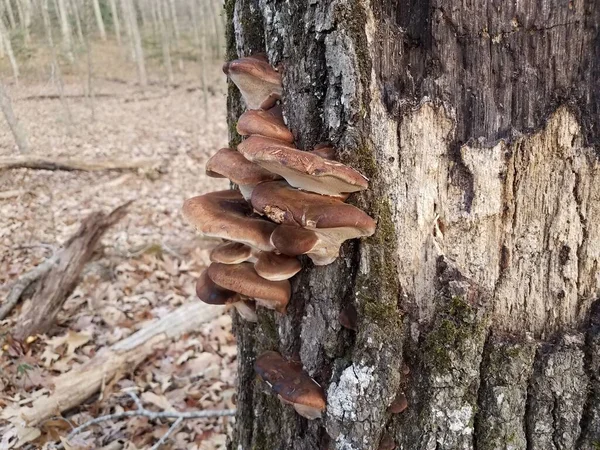 在腐烂的树干和树皮上生长的褐色蘑菇 — 图库照片
