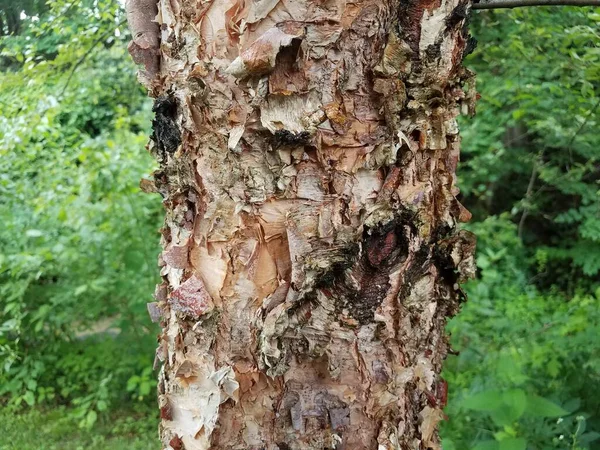 Bir Ağaç Gövdesinden Dökülen Kahverengi Pullu Kabuk — Stok fotoğraf