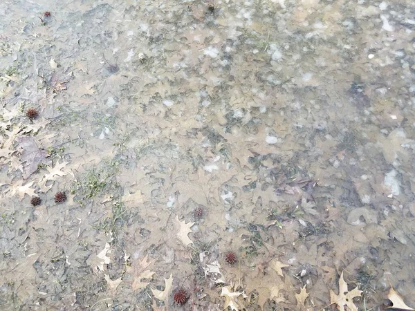 冬は冷たい氷の下に落ちた茶色の葉 — ストック写真