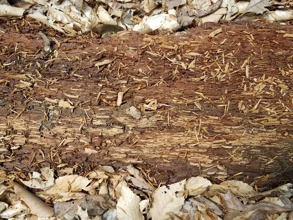 Tronco Albero Marrone Decomposizione Decomposizione Con Foglie Marroni Nella Foresta — Foto Stock