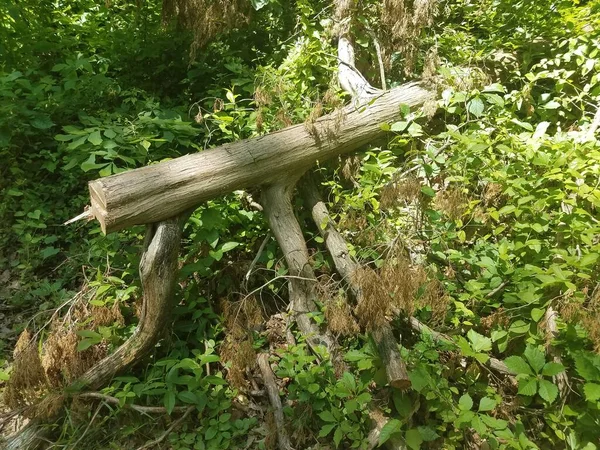 Ein Brauner Toter Baum Auf Dem Boden — Stockfoto