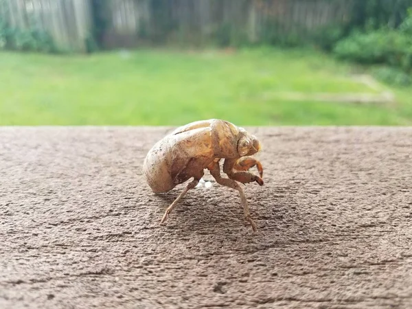 Marrón Cigarra Insecto Piel Enmascarada Barandilla Madera Marrón — Foto de Stock