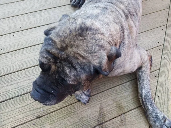 Cane Mastino Marrone Nero Sul Ponte Legno — Foto Stock